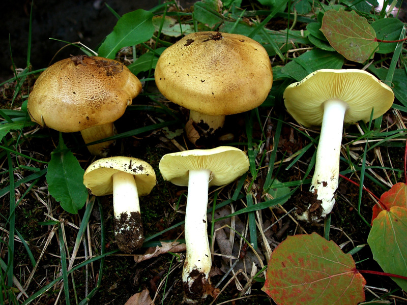 Lactarius spinosulus    Qul. & Le Bret.